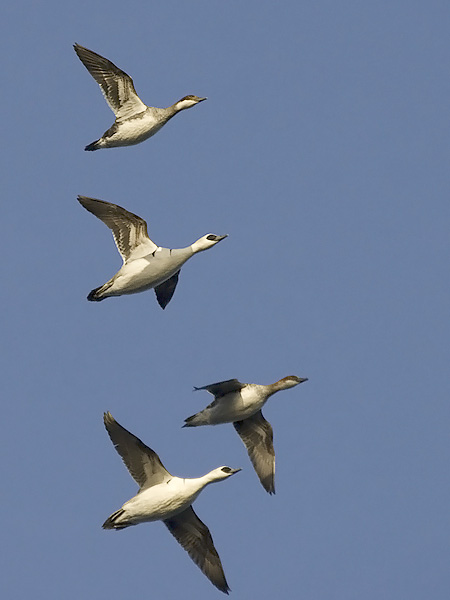 Uivelo, Smew, Mergellus albellus